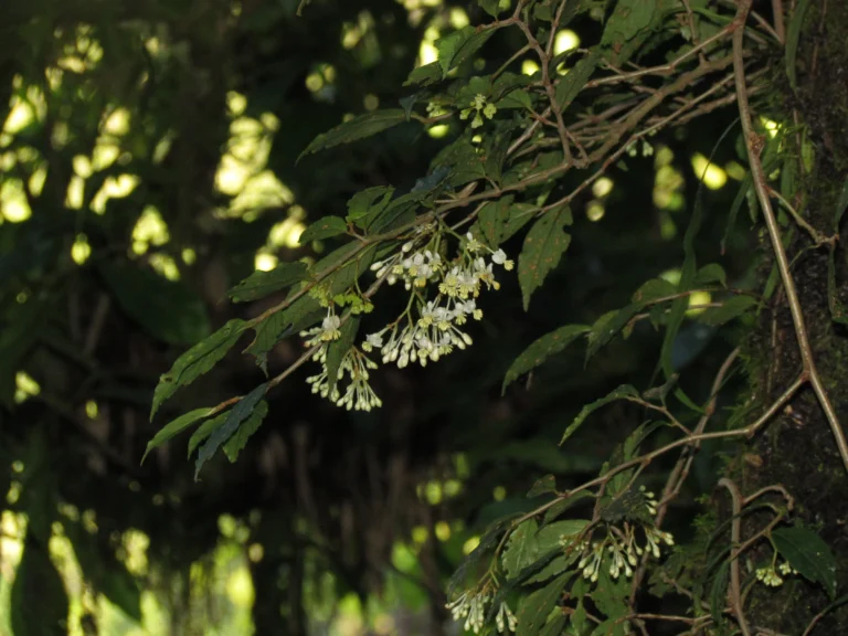 Begonia fruticosa (9)