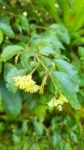 Begonia fruticosa (8)