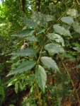 Begonia fruticosa (5)