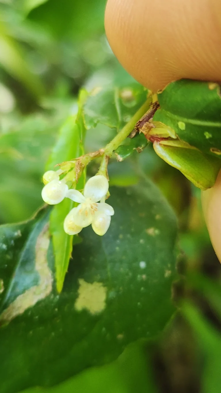 Begonia fruticosa (3)
