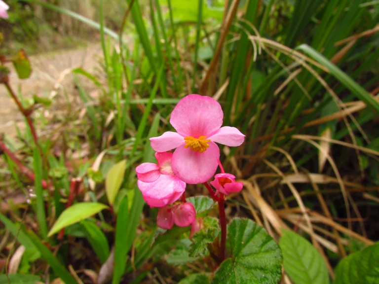 Begonia fischeri (37)