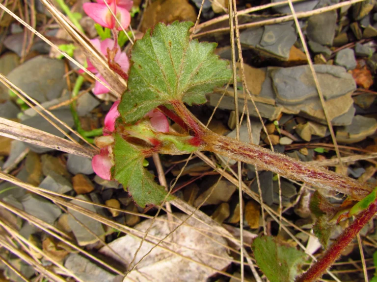Begonia fischeri (34)