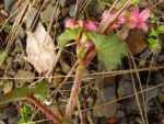 Begonia fischeri (32)