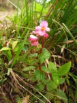 Begonia fischeri (22)