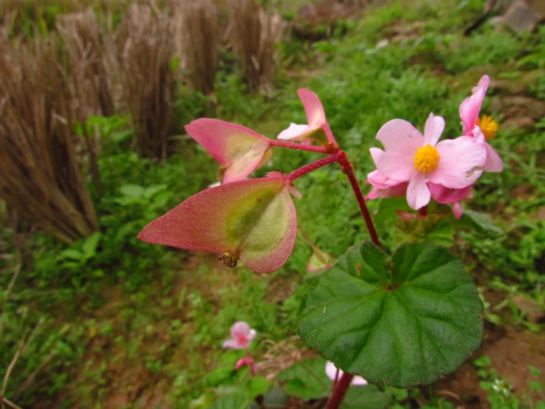 Begonia fischeri (17)