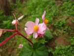 Begonia fischeri (18)