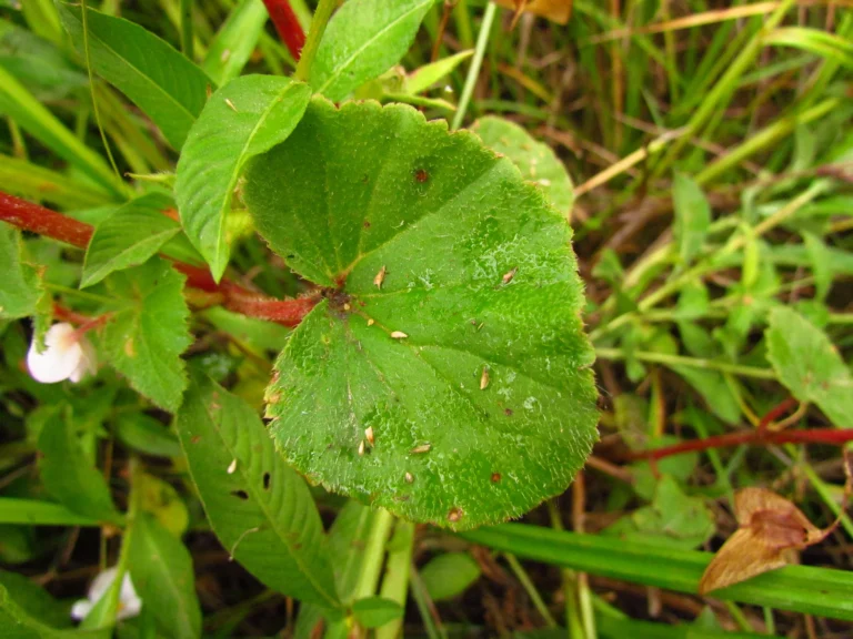 Begonia fischeri (15)