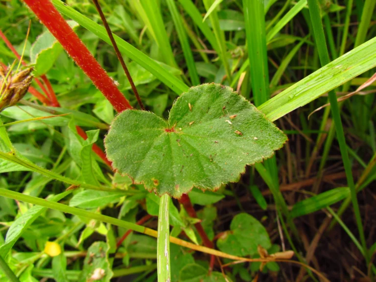 Begonia fischeri (9)