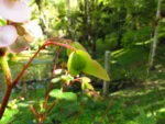 Begonia fischeri (6)
