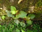Begonia fischeri (2)