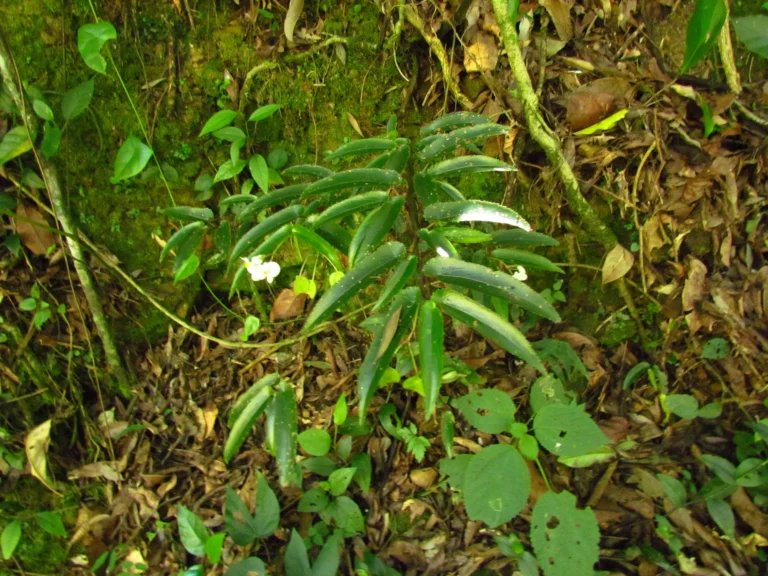 Begonia echinosepala (3)
