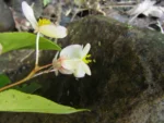 Begonia descoleana (12)