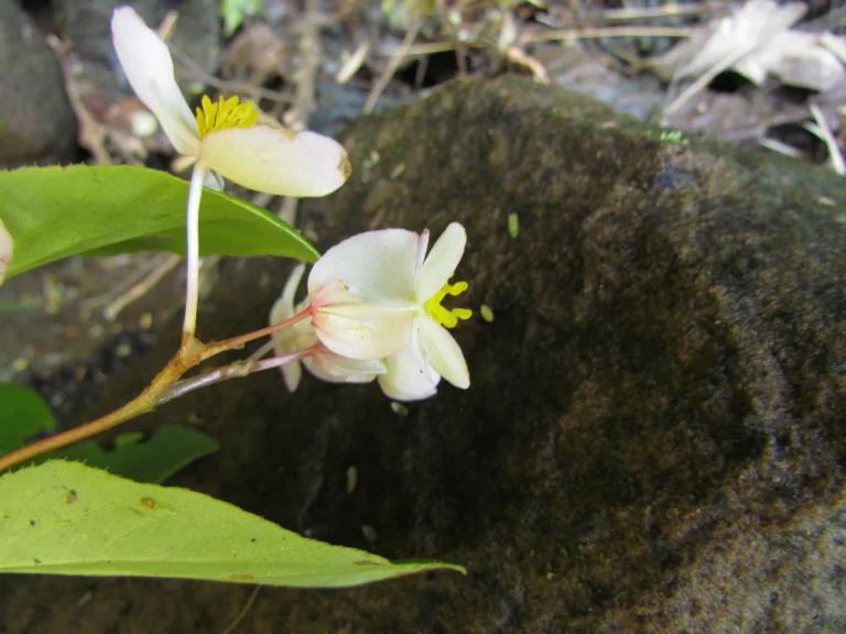 Begonia descoleana (12)