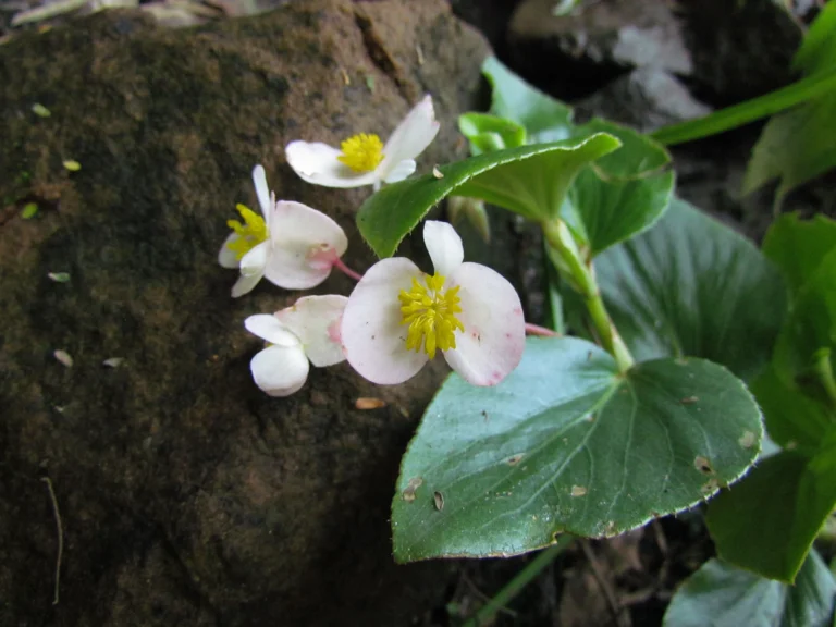 Begonia descoleana (10)