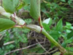 Begonia descoleana (7)