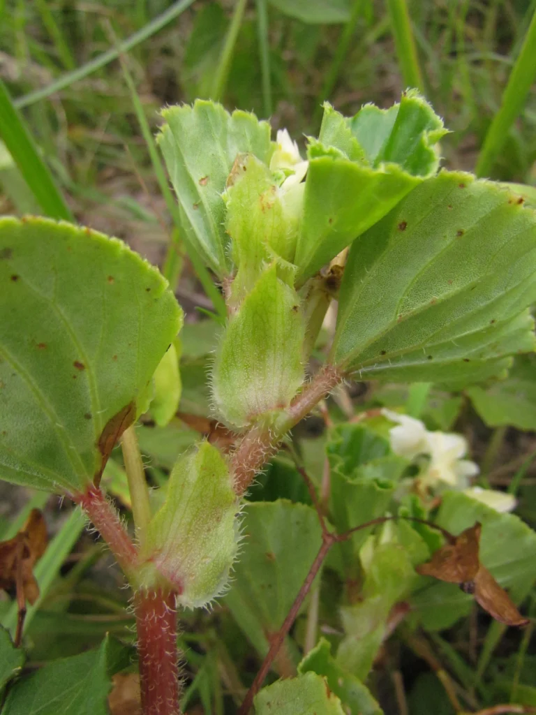 Begonia cucullata (42)
