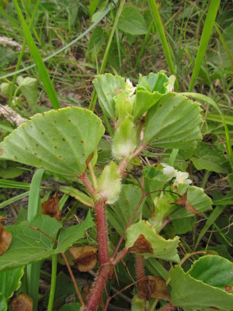 Begonia cucullata (41)