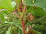 Begonia cucullata (39)
