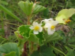 Begonia cucullata (37)