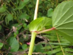Begonia cucullata (31)