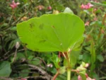 Begonia cucullata (29)