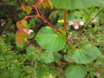 Begonia cucullata (28)