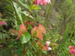 Begonia cucullata (19)