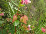 Begonia cucullata (20)