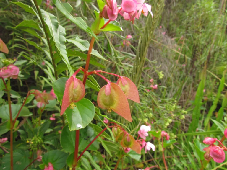 Begonia cucullata (20)