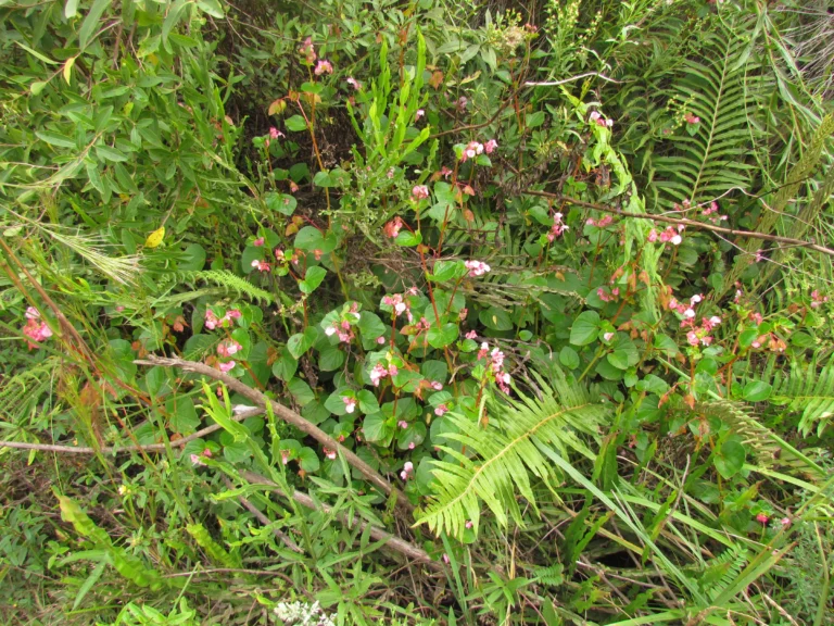 Begonia cucullata (15)