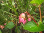 Begonia cucullata (17)