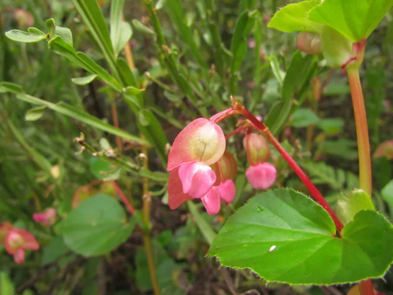 Begonia cucullata (17)
