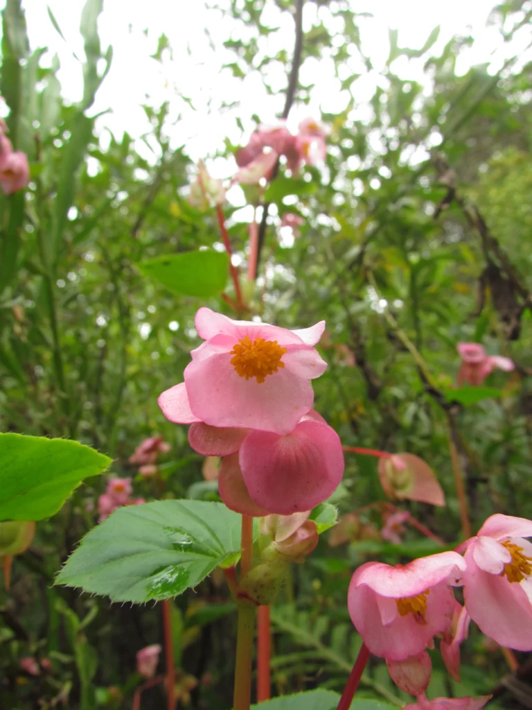 Begonia cucullata (18)