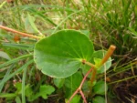 Begonia cucullata (14)