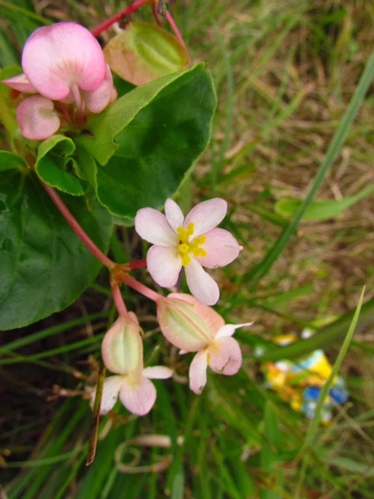 Begonia cucullata (11)