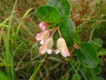 Begonia cucullata (7)