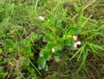 Begonia cucullata (6)