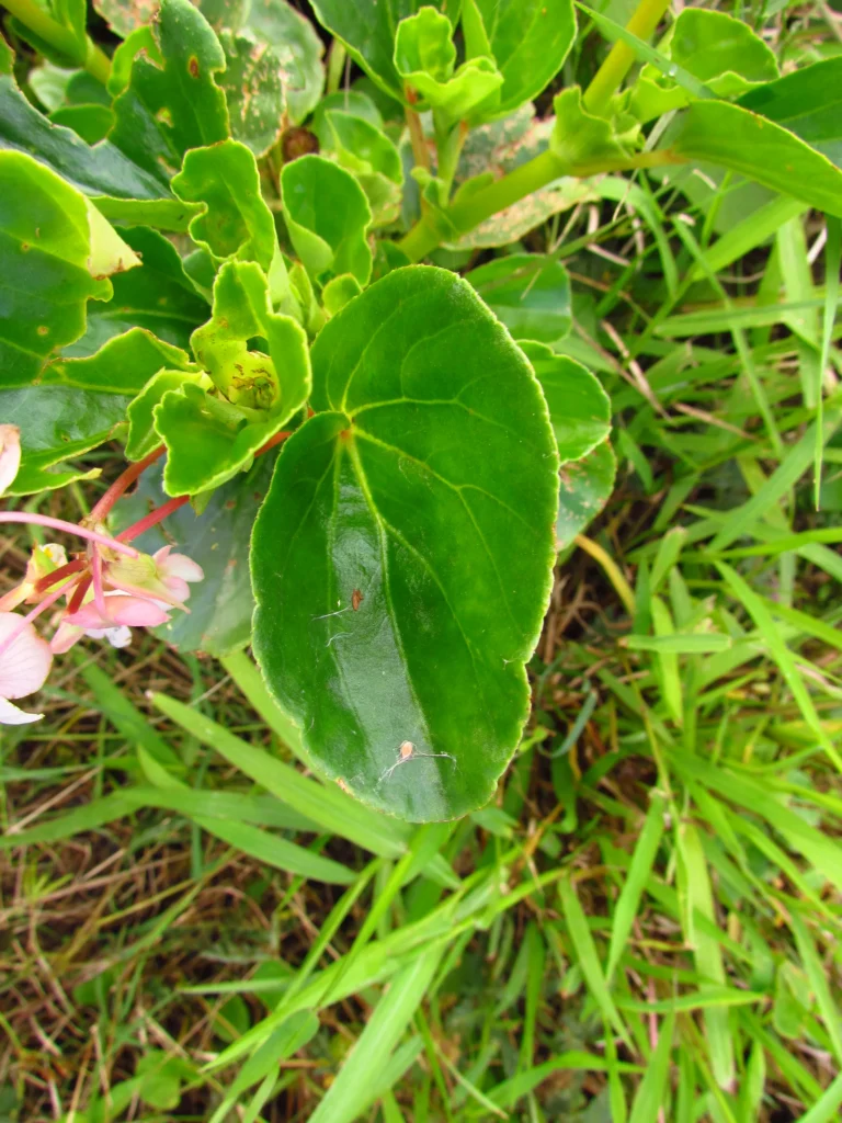 Begonia cucullata (3)