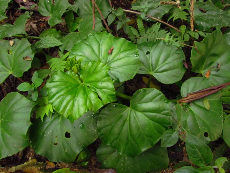 Begonia convolvulacea (33)