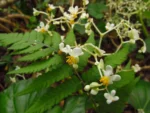 Begonia convolvulacea (34)