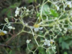 Begonia convolvulacea (30)