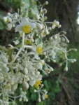 Begonia convolvulacea (27)