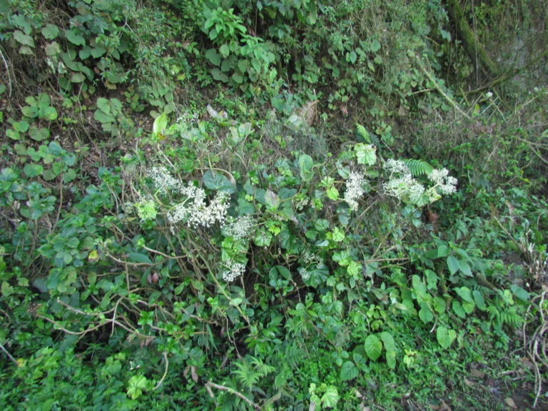Begonia convolvulacea (24)