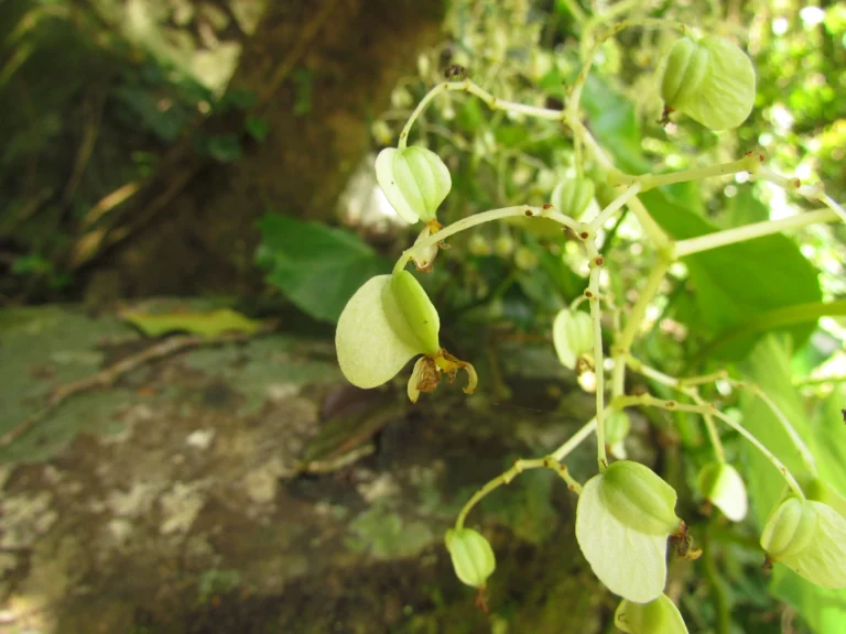 Begonia convolvulacea (22)