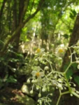 Begonia convolvulacea (23)