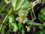 Begonia convolvulacea (18)