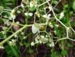Begonia convolvulacea (15)