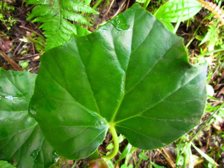 Begonia convolvulacea (11)