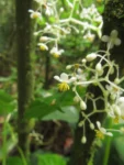Begonia convolvulacea (7)