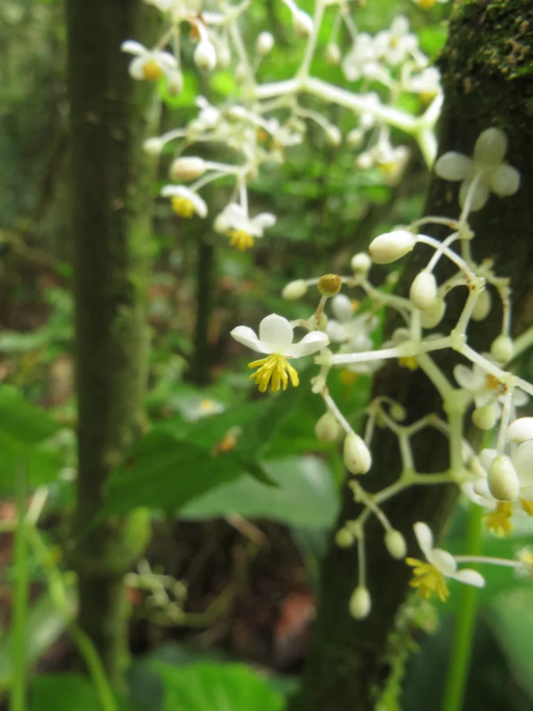 Begonia convolvulacea (7)